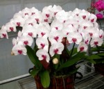 Garden Orchid Binh Duong